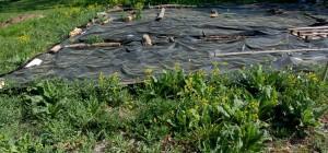 Désherbage par solarisation.