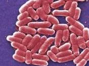 COLI, est-ce vraiment bien fini