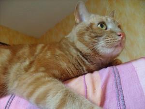 Je vous présente Trifon!