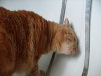 chat roux buvant au robinet