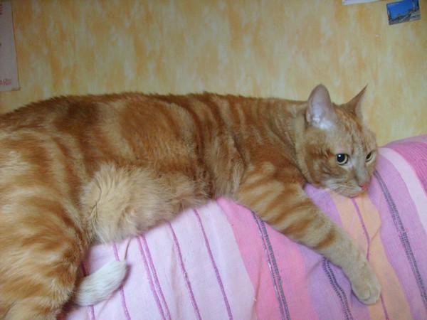 chat roux genre garfield Trifon