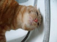 chat boit au robinet