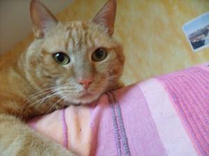 Je vous présente Trifon!