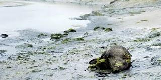 Algues vertes : la découverte de 18 sangliers morts relance la polémique