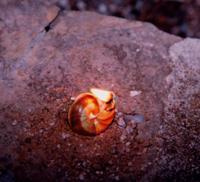 La Procession « aux limaces »