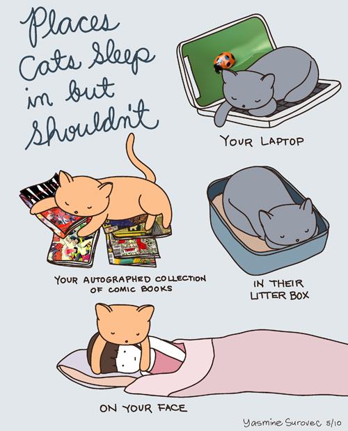 Des chats et des hommes