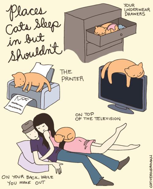 Des chats et des hommes