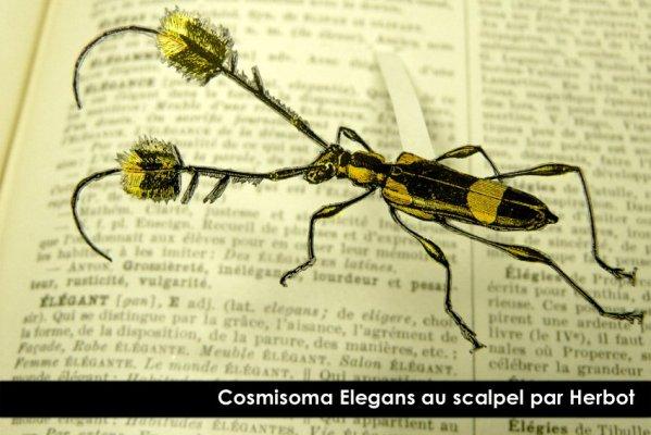 cosmisoma-elegans