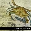crabe bleu