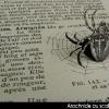 arachnide