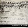 scolopendre