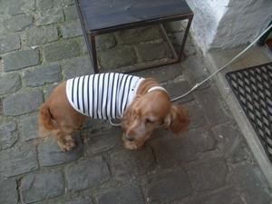 Cookies est gâtée :) polo marin milk and pepper