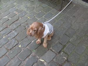 Cookies est gâtée :) tee-shirt marin milk and pepper