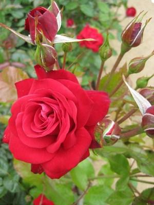« Cueillez, dès aujourd’hui, les roses de votre Vie ! »