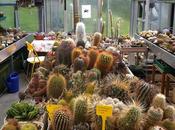 monde entier cactus…