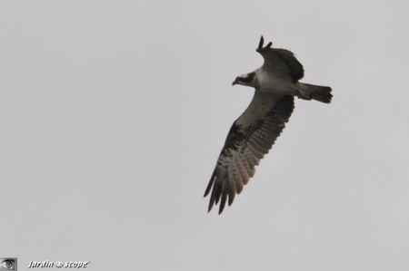 Balbuzard-Loire