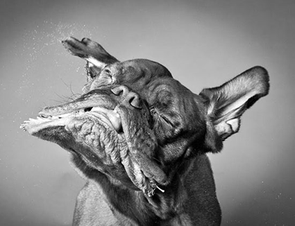 Carli Davidson, Shake