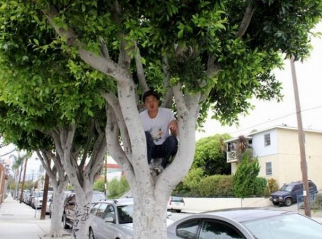 ouling arbre 640x475 Owling nouvelle figure qui buzze