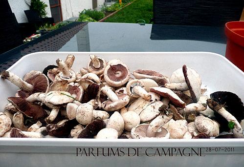 recolte-champignons.jpg