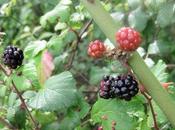 Petits trésors lotois