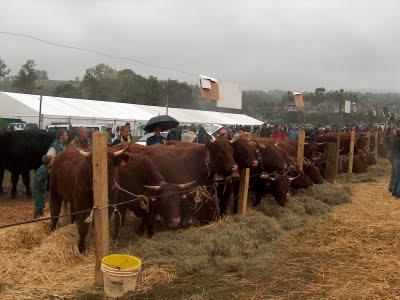 La Robe Acajou des Salers