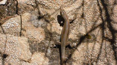 DES VACANCES A HYERES...