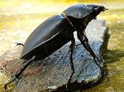 VENONS-EN MAiNS Vincent Delhomme