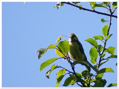 mésange bleue