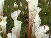 groupe plantes carnivores s’agrandit…