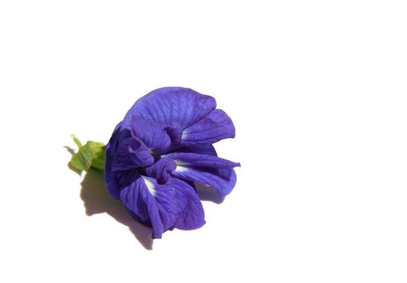 Clitorie de Ternate clitoria