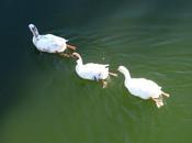 DéfifotoEaux-Marché, rejets tome