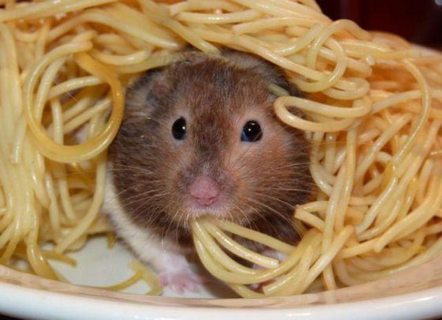 Une souris mange des spaghettis