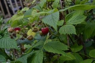 Dans notre jardin de fées et lutins, il y a...