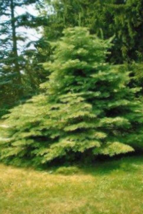 le Manoir  aux Loups.