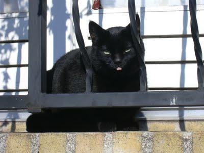 Mon blog, mes livres et moi [15]