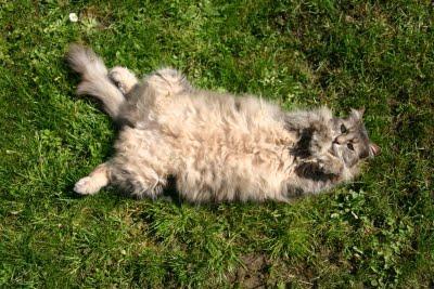 Mon blog, mes livres et moi [15]