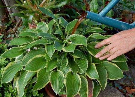 Faire son engrais liquide.