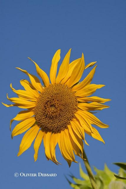 au fil des plantations ...