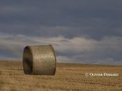 Bottes paille rondes carrées