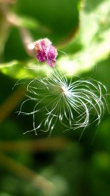 Photo 52 : transparence 2ème roung !