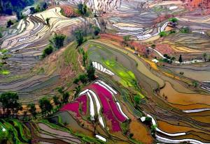 Rizières en terrasse en Chine