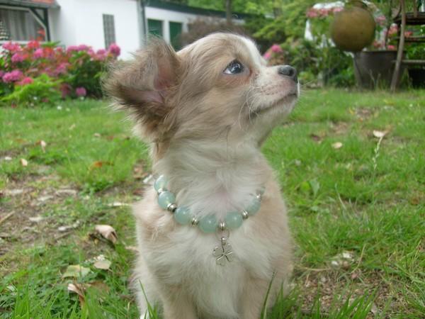 bijoux chiens colliers perles chiens