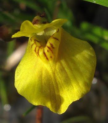 Utricularia ochroleuca… 1800 !