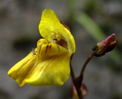 Utricularia ochroleuca… 1800 !