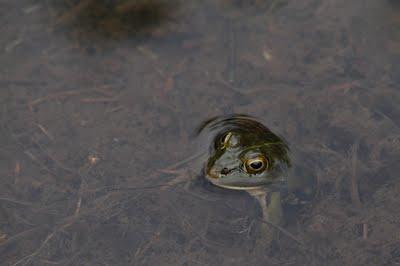 Les grenouilles et les lézards de la comtesse