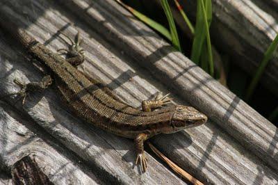 Les grenouilles et les lézards de la comtesse
