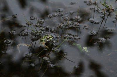 Les grenouilles et les lézards de la comtesse