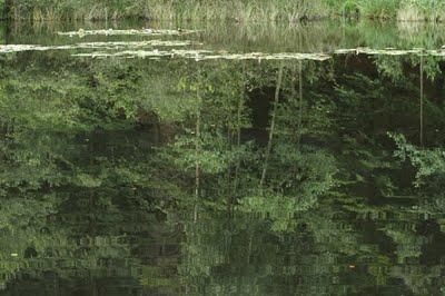 Les grenouilles et les lézards de la comtesse