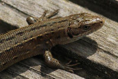 Les grenouilles et les lézards de la comtesse