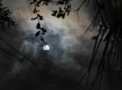 grenouilles lézards comtesse